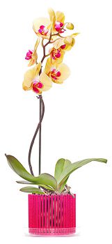kashpo-orchidei-1