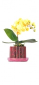 "Корона" для орхидей (мини) с поддоном в коробке